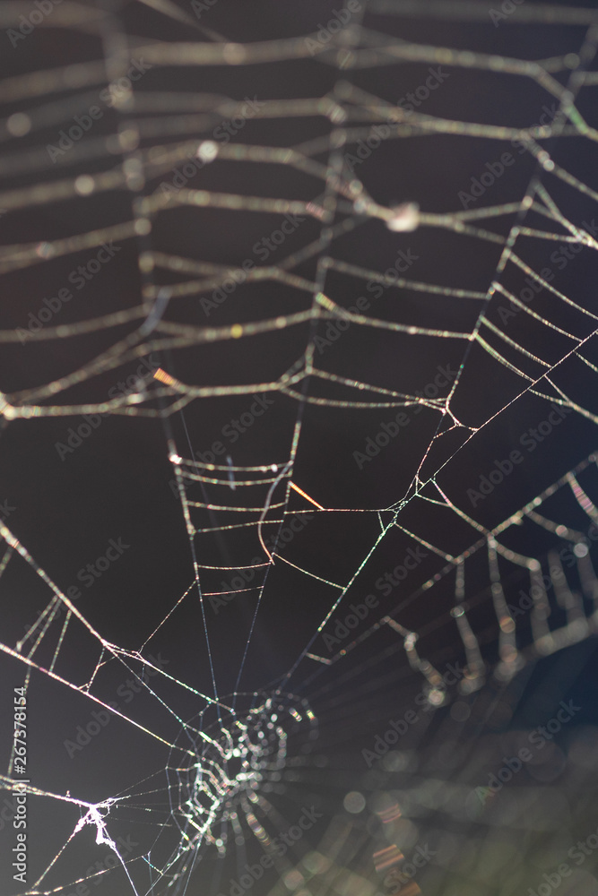 Poster pattern of the thinnest circular web twisted by a spider for enticement of insects. ready photo back