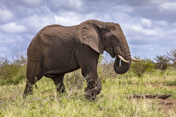 Fototapeta na wymiar African Elephant walking sideview