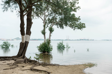 Trees in a beach with ocean water and mountain background