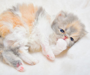 cute persian cat baby kitten