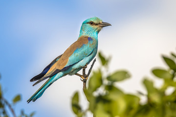 European roller in tree