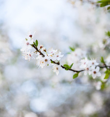 Apple tree flowers
