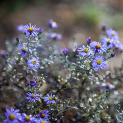 Fototapeta premium Blue aster flowers.