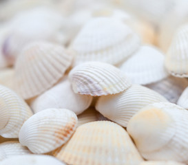 Fototapeta na wymiar Seashells. Mollusk shells.