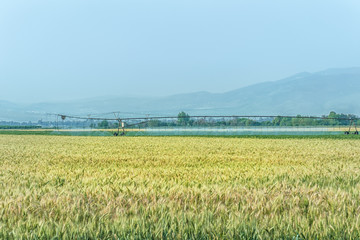 young wheat spikes on a wheat field in a mountain valley