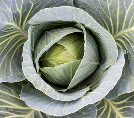 Fresh cabbage head. Close-up.