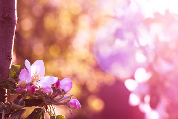 Apple tree blossom. Pink and white flower on purple sun background