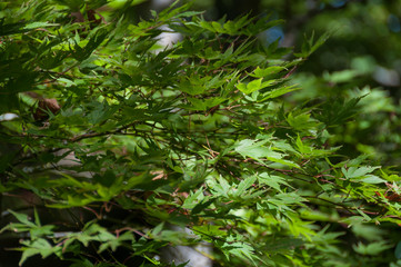 Close up of green maple leaves on a tree