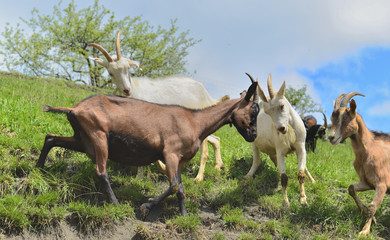 Naklejka na ściany i meble brown and white goats are bumping against each other. Competition. Confrontation