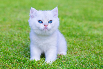 Naklejka na ściany i meble One white kitten sitting on green grass