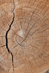 Fototapeta premium Close up of saw cut of tree trunk, stump