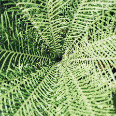 Green leaves background. Natural tropical background nature forest jungle foliage.