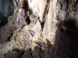 シロアリ termite