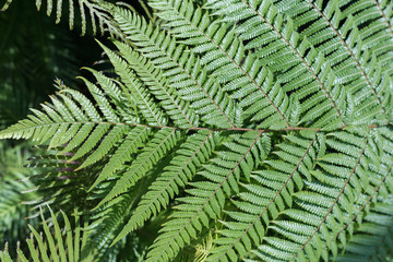 Fototapeta na wymiar Green leaves background. Natural tropical background nature forest jungle foliage