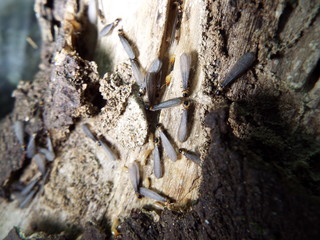 シロアリ termite