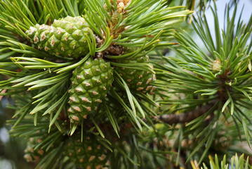 pine tree branch with cones close-up