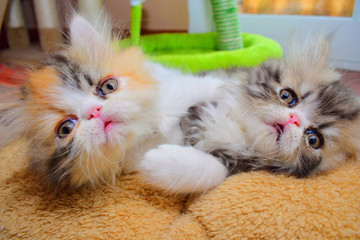 cute persian cat baby kitten
