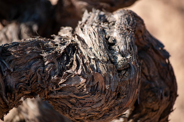 Close-up of vine trunk. Strain of old vineyard. © Ografica