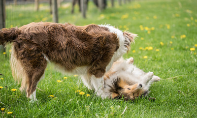 Two beautiful collie dogs are played on green grass.