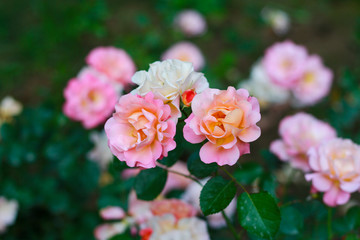 Fototapeta premium beautiful bright roses