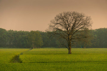 Fototapeta na wymiar Single tree in the field