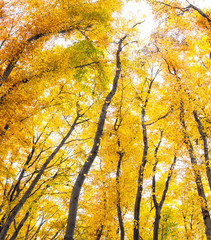 Yellow trees against the sky