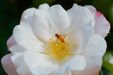 白いバラの上で花粉を集める小さなハチ
