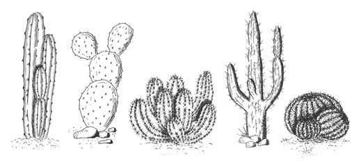 Desert cactuses and succulents set © Oleksandr Babich