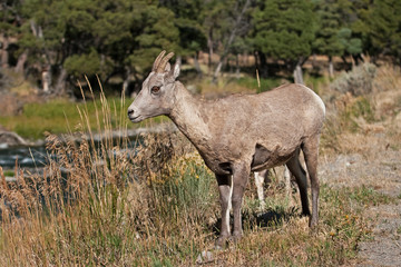 Fototapeta premium bighorn sheep, ovis canadensis, Yellowstone national park