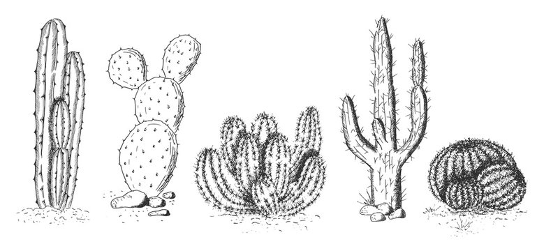 1 544 Best Barrel Cactus Isolated Images Stock Photos Vectors Adobe Stock