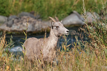 bighorn sheep, ovis canadensis, Yellowstone national park