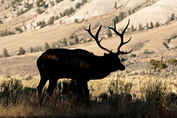 elk, wapiti, cervus canadensis, Yellowstone national park, deer