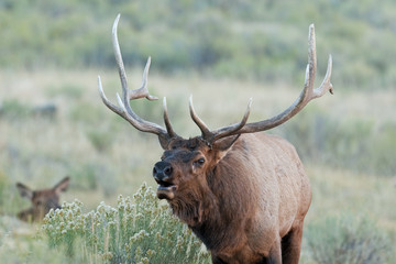elk, wapiti, cervus canadensis, Yellowstone national park, deer