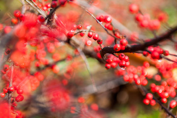 Red cotoneaster berries on the shrubs