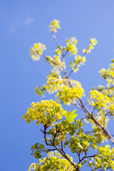 Blooming branches of the maple tree