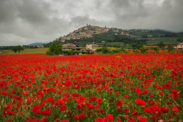 Splendido campo di papaveri a Trevi in Umbria
