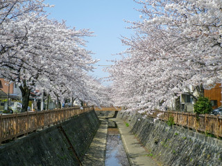 さくらのが咲いている水路