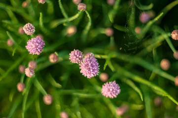 Watering green onion salad in garden dew droplets. Purple buds blooming onions. Natural lighting effects. Falling Water drops close up. Shallow depth of field. Selective focus, artistic image nature