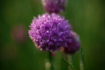 Watering green onion salad in garden dew droplets. Purple buds blooming onions. Natural lighting effects. Falling Water drops close up. Shallow depth of field. Selective focus, artistic image nature