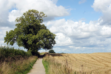 Single tree by the pathway in Yorkshire countryside - 267383144