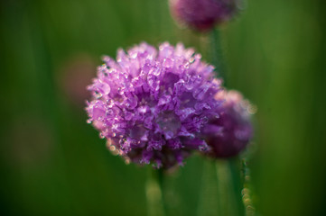 Fototapeta premium Watering green onion salad in garden dew droplets. Purple buds blooming onions. Natural lighting effects. Falling Water drops close up. Shallow depth of field. Selective focus, artistic image nature