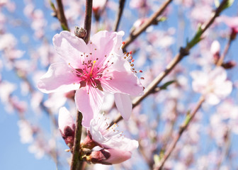 Peach tree flowers