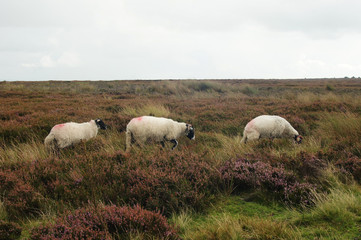 Three sheep feeding on a field - 267383191