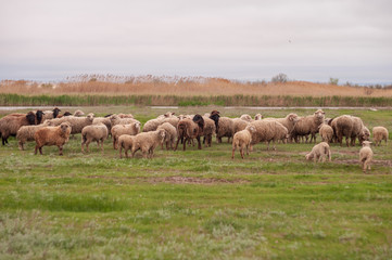 Naklejka na ściany i meble Flock of sheep, ram and goats graze in meadow, in forest by the river. Sheep with little lambs. South of Russia landscape with sheep and goat in spring time at farm , traditional farming