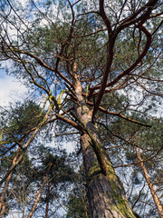 scots pine, pnus sylvestris, in a natural environment