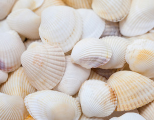 Seashells. Mollusk shells.