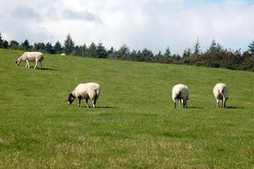 Sheep herd are feeding on grassland 