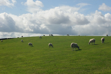 Sheep herd are feeding on grassland  - 267383541