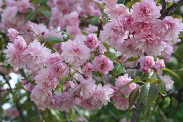 flowering tree branches in spring in the garden    