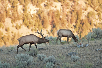 Naklejka na ściany i meble elk, wapiti, cervus canadensis, Yellowstone national park, deer